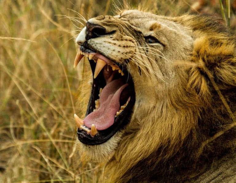 World’s Most Powerful Animal Bites Of 2022