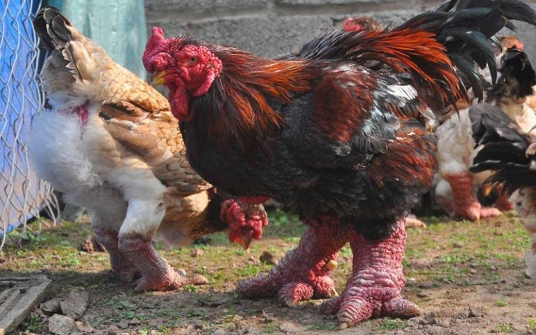 Dragon Chicken: Rare Vietnamese Dong Tao Chicken