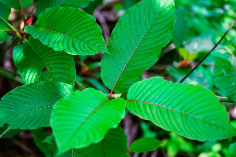 What are the dangers of buying bulk Kratom locally?