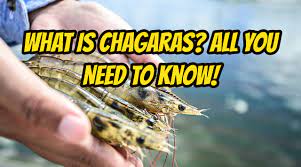 chagaras:/ All You Need To Know